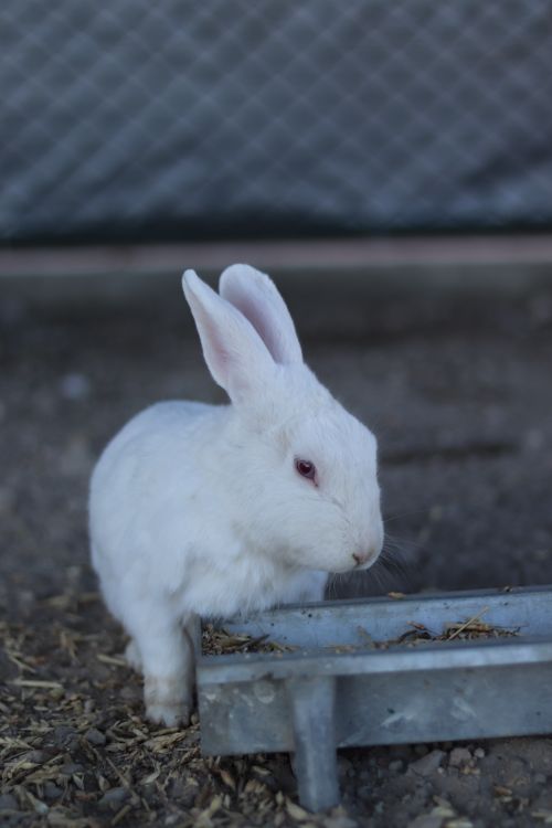 Free A close-up shot of a white rabbit in a cage looking away, emphasizing captivity and tranquility. Stock Photo