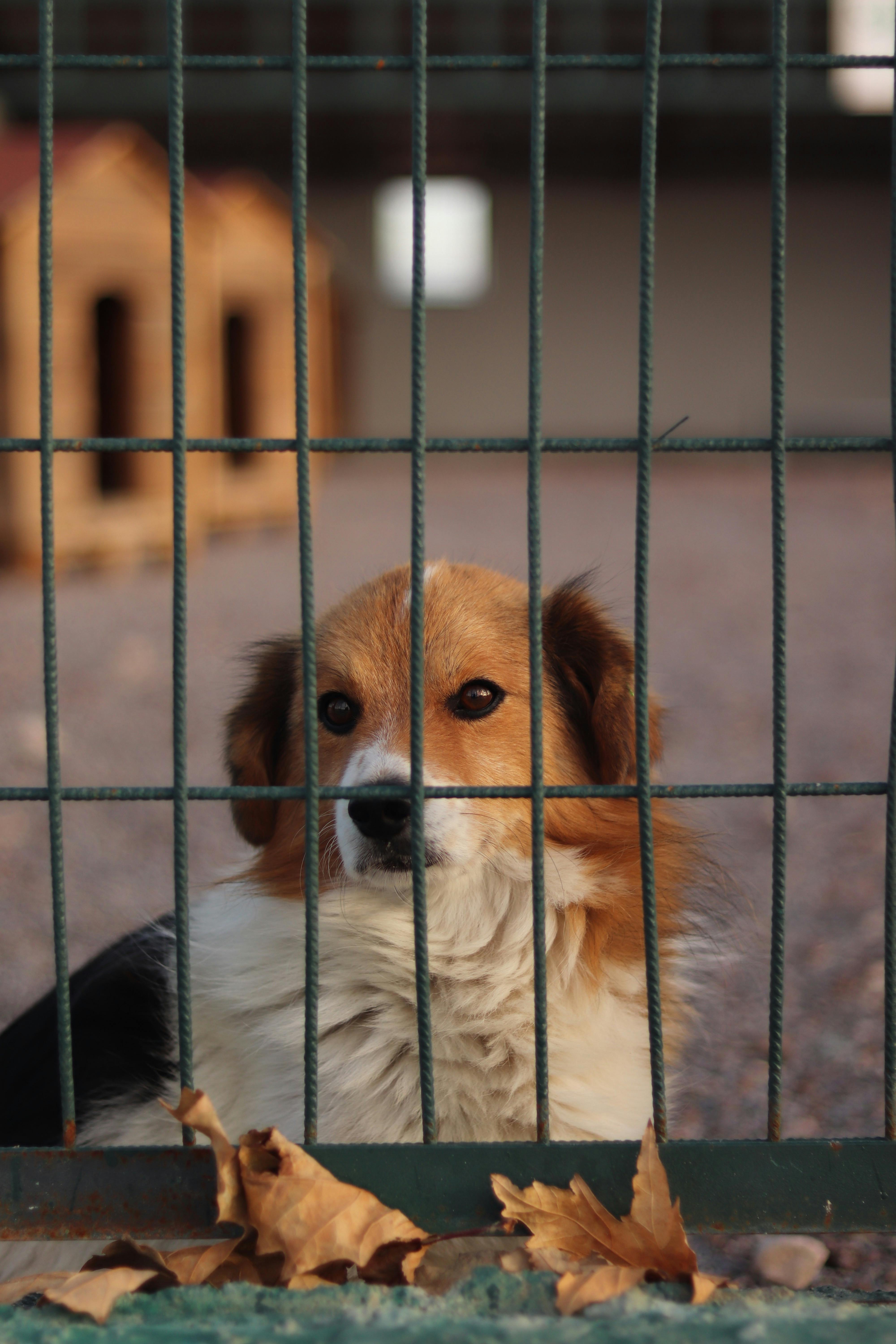 A lonely dog gazes through a cage surrounded by fallen autumn leaves, evoking a sense of longing.