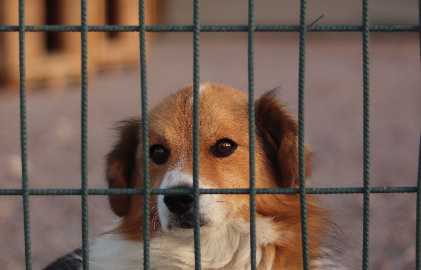 Prendre soin des animaux âgés