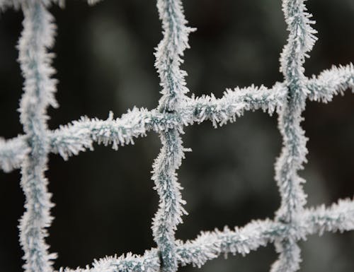 Kostnadsfri bild av frost, fryst, is