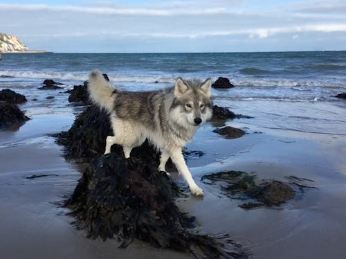 Fotobanka s bezplatnými fotkami na tému pláž, pri mori, vlk