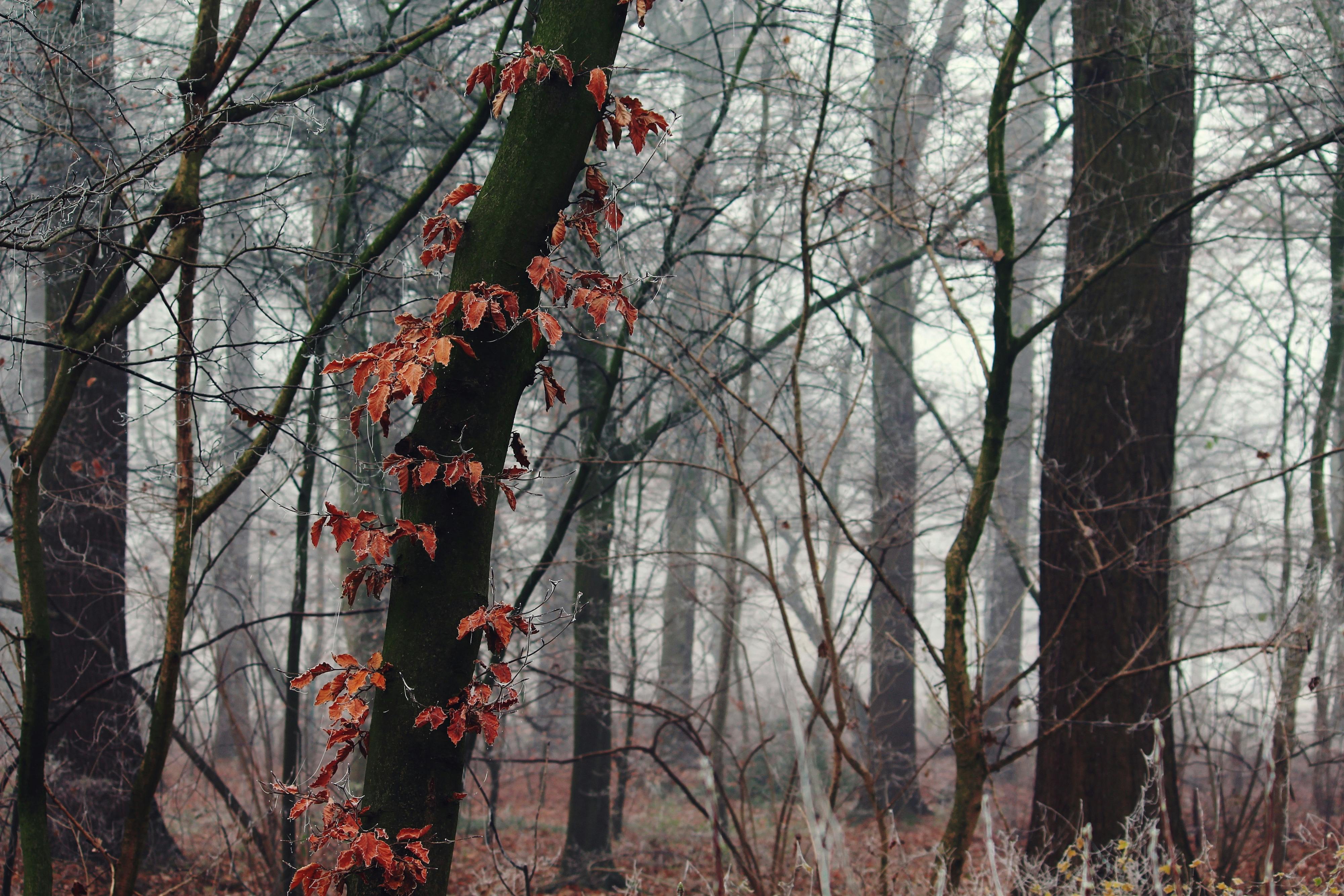 Free Stock Photo Of Aesthetic Autumn Day Autumn Forest