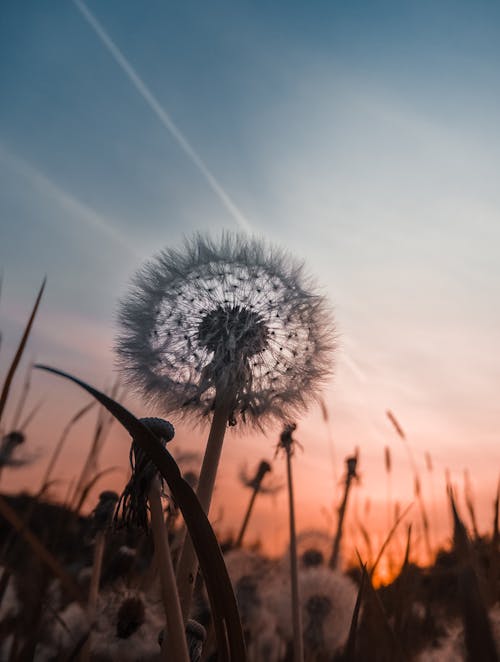 Almanya, gün batımı, güzel çiçek içeren Ücretsiz stok fotoğraf