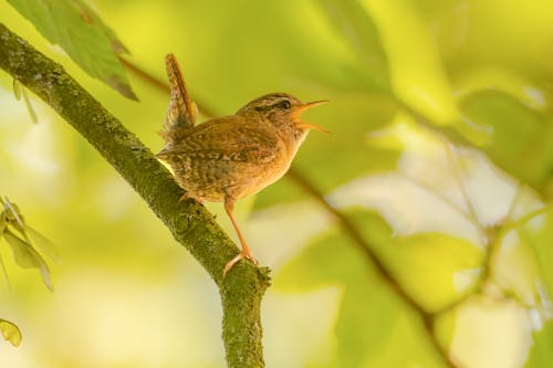 Безкоштовне стокове фото на тему «wren, делікатний, дерево»