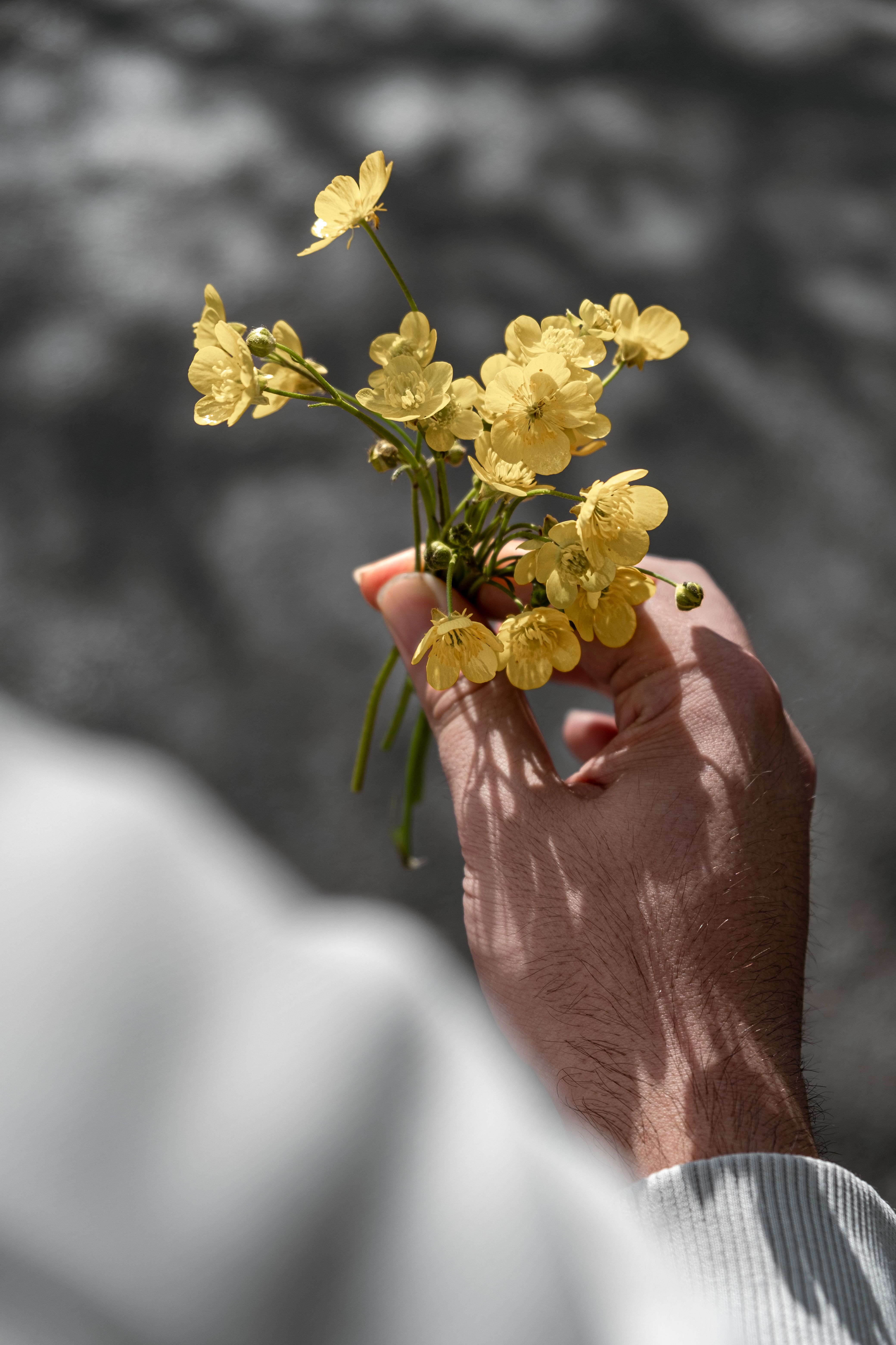 A person holding a bunch of yellow flowers · Free Stock Photo