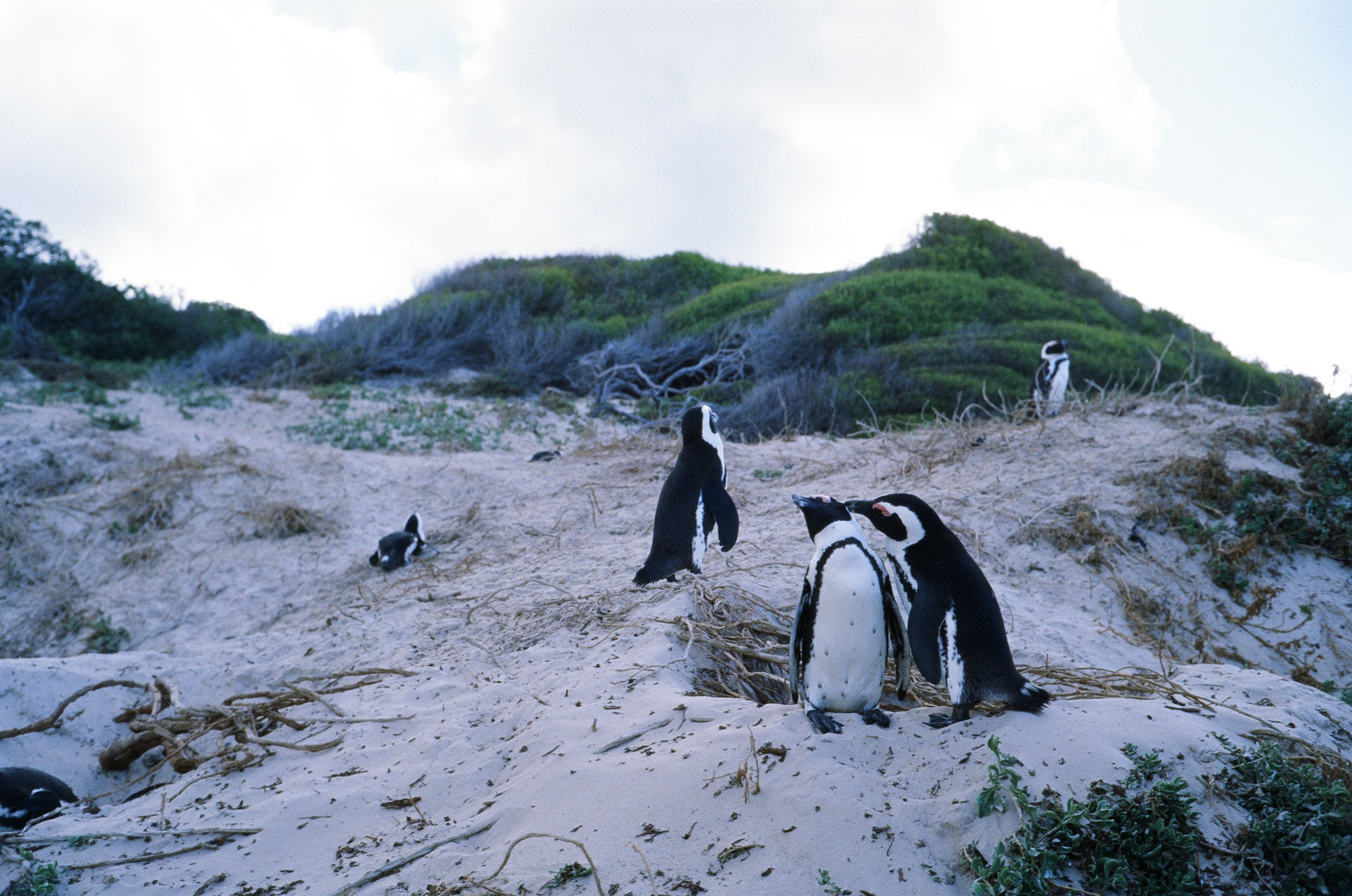 African penguins standing on granite boulders above a sheltered white-sand cove near Simon's Town