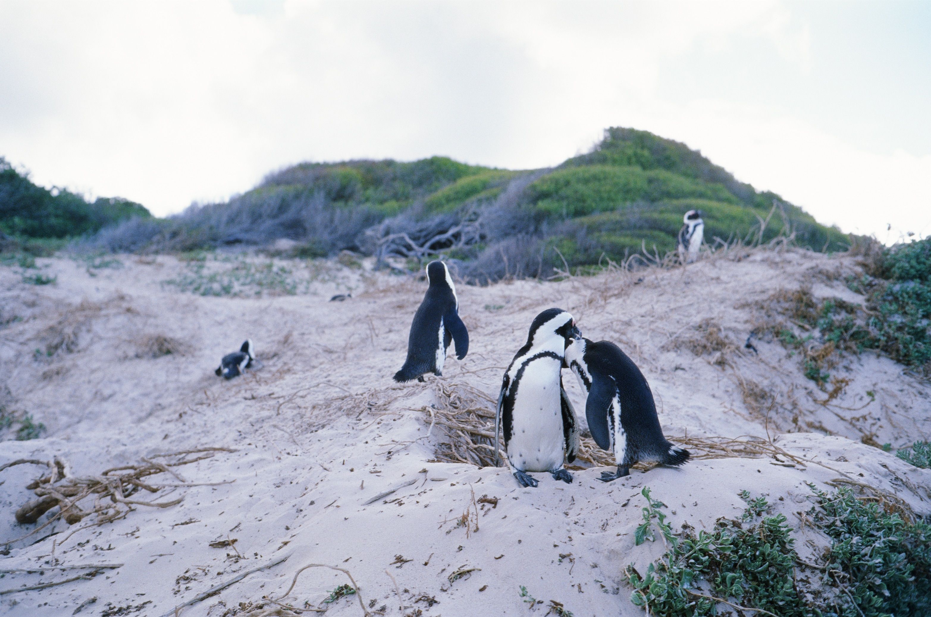 Pudgy Penguins: From NFTs to a Beloved Consumer Brand