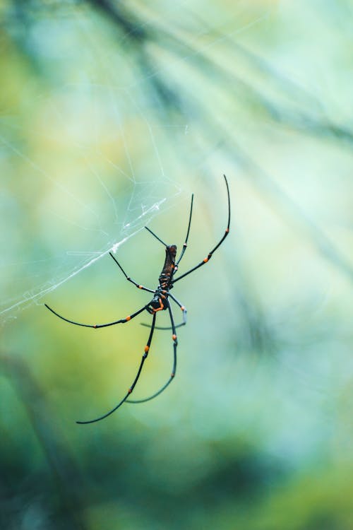 Foto profissional grátis de animais selvagens, animal, ao ar livre