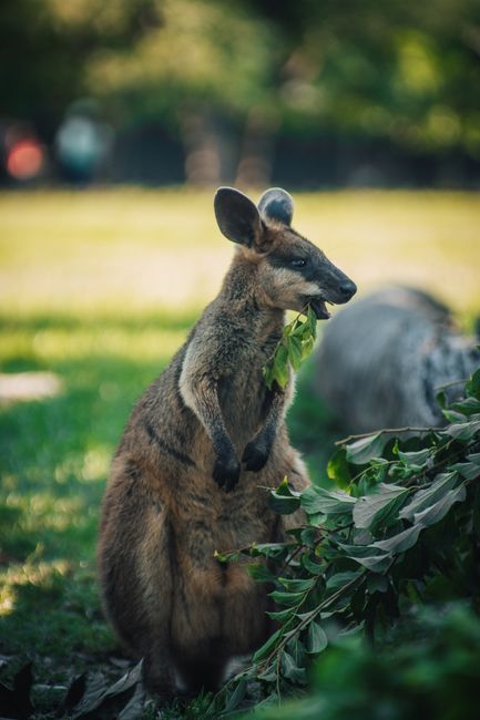 A kangaroo enjoys leafy greens in a sunlit Australian park, showcasing wildlife in summer.