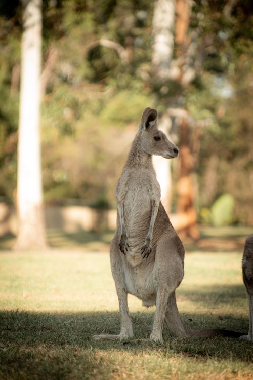 Free Close-up of a kangaroo standing in an Australian park under sunlight, showcasing wildlife in nature. Stock Photo