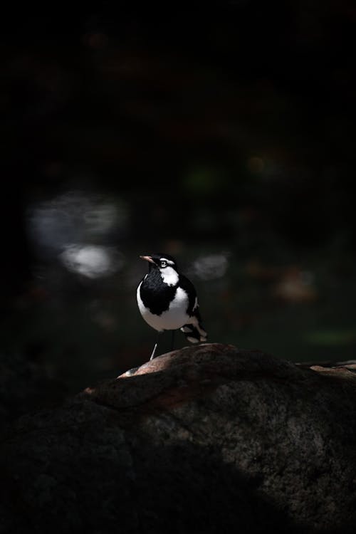 Foto profissional grátis de água, animais selvagens, animal