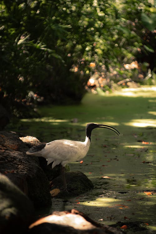 Foto profissional grátis de água, animais selvagens, animal