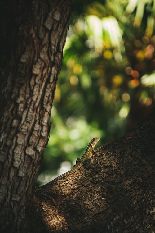 Foto profissional grátis de animais selvagens, animal, ao ar livre