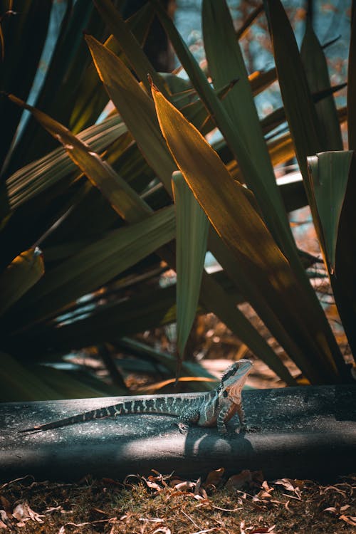 Foto profissional grátis de água, ao ar livre, árvore