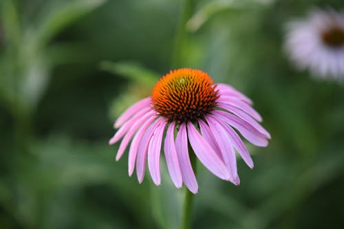 Fotobanka s bezplatnými fotkami na tému kvet, kvet echinacea, lupene