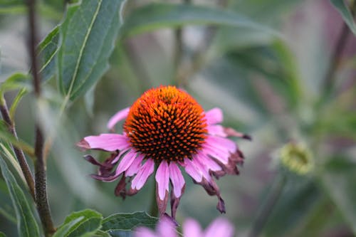 Fotobanka s bezplatnými fotkami na tému kvet, kvet echinacea, lupene