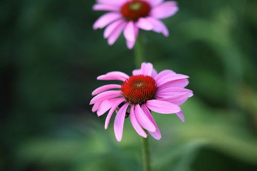 Fotobanka s bezplatnými fotkami na tému kvet, kvet echinacea, lupene