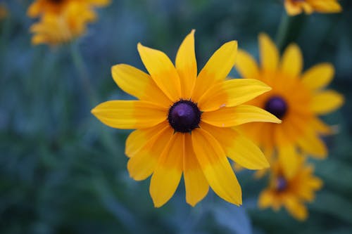 Fotobanka s bezplatnými fotkami na tému čiernooká susan, lflower, lupene