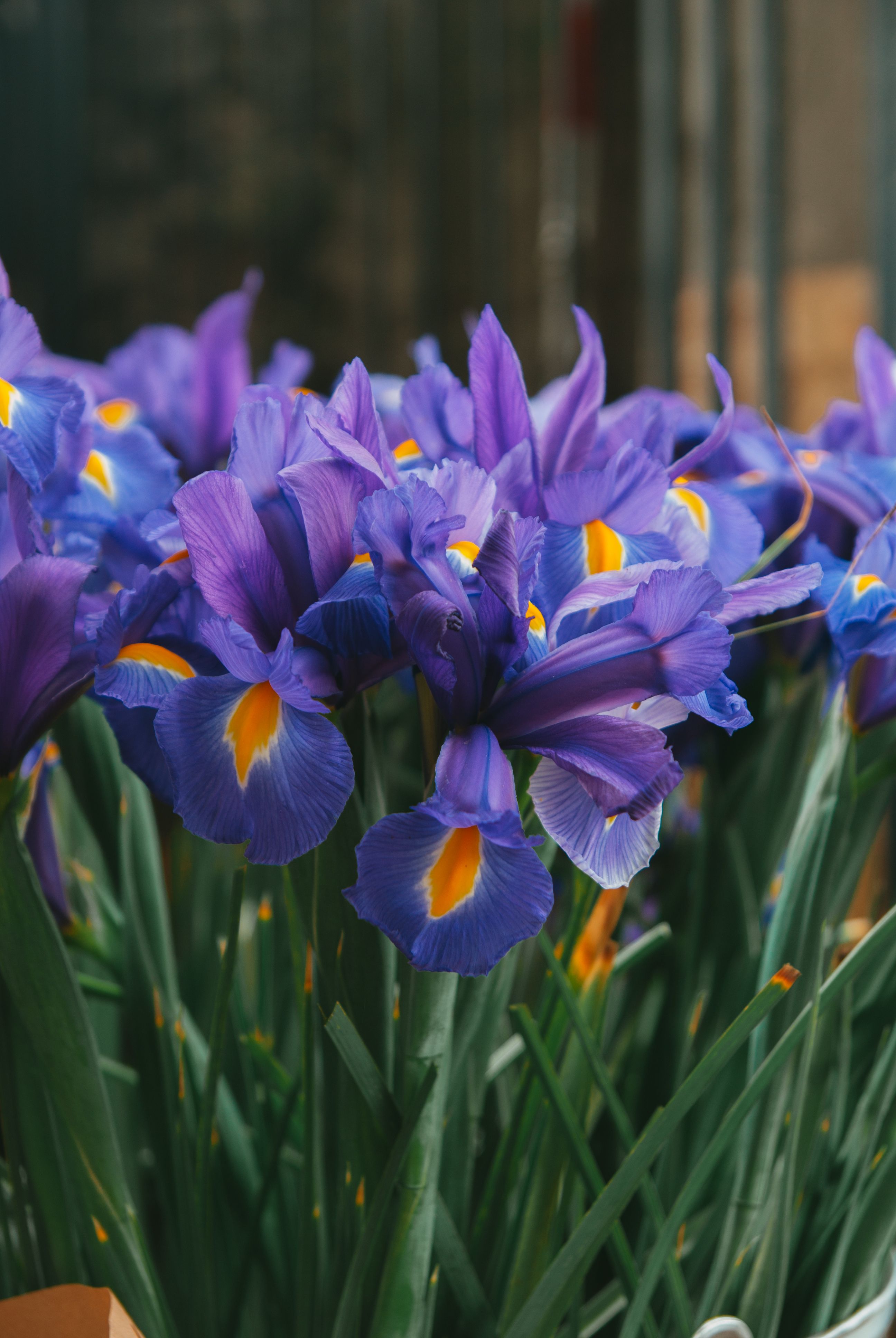 Purple iris flowers in bloom