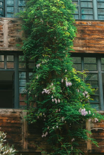 A rustic building covered in vibrant ivy and purple flowers, providing a natural contrast.