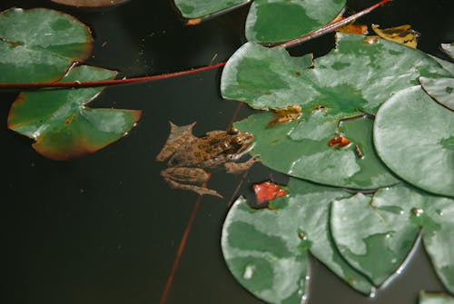 Gratis stockfoto met amfibie, biljarten, blad