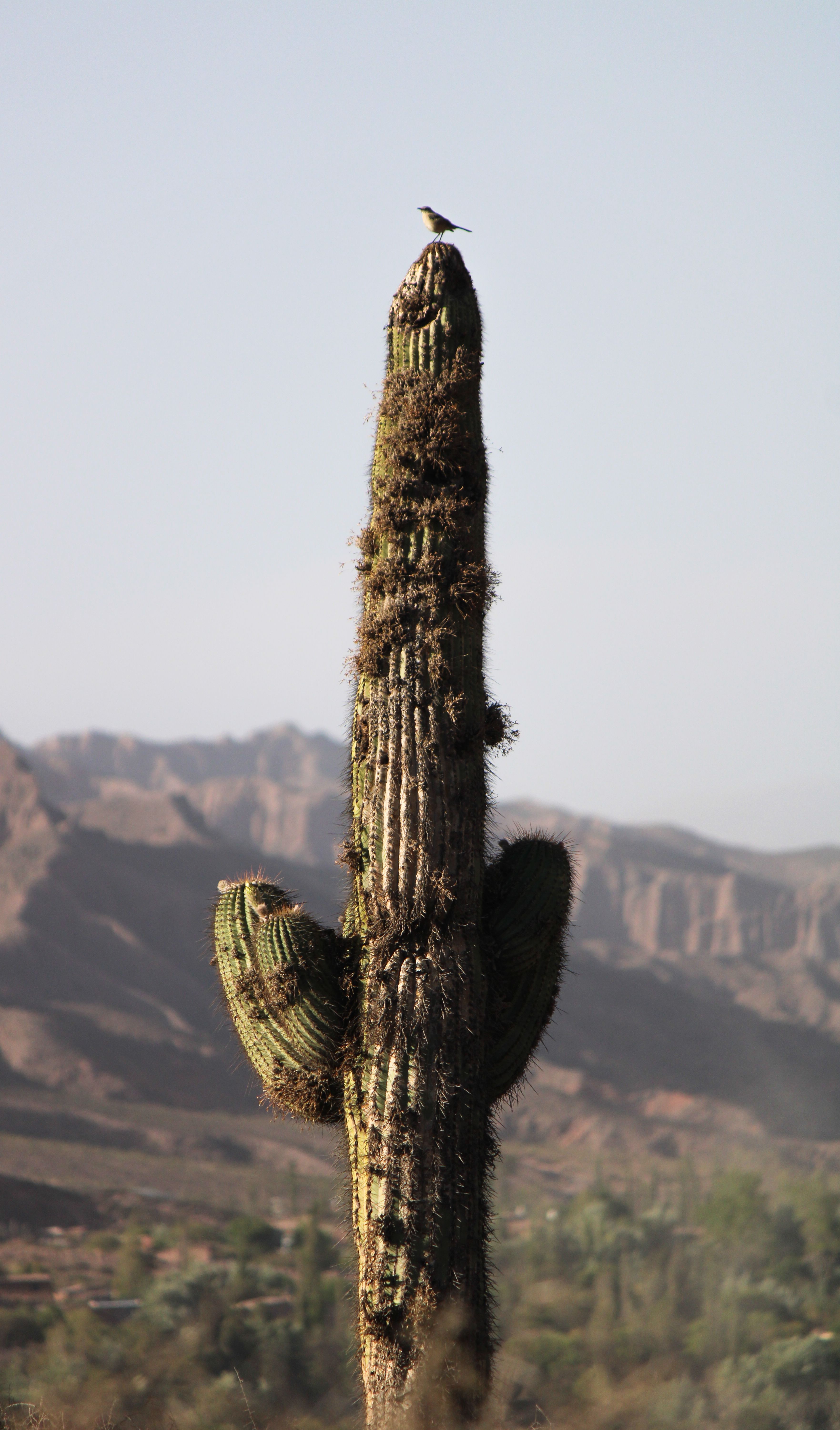 Tall cactus with a bird on top in Jujuy's desert landscape under a clear sky.