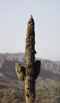 Tall cactus with a bird on top in Jujuy's desert landscape under a clear sky.