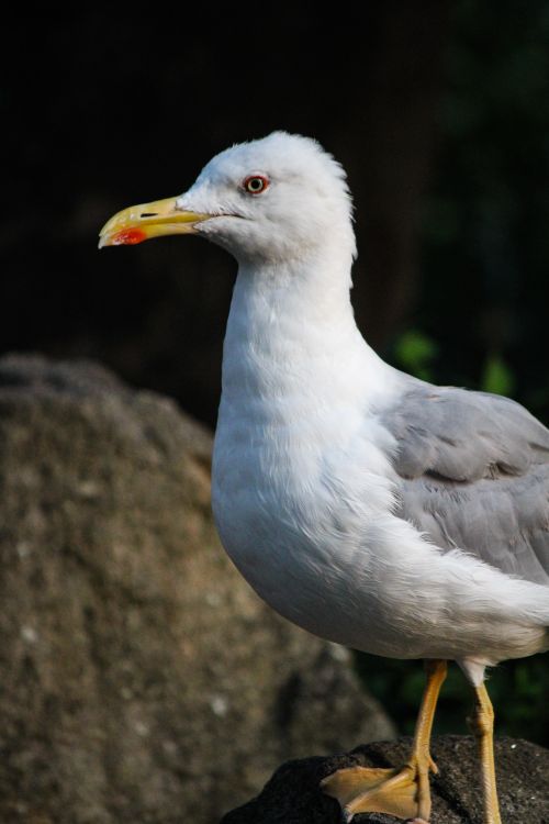 Free Striking portrait of a seagull on rocky terrain in Oporto, capturing its majestic presence. Stock Photo
