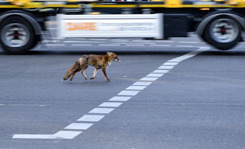 개, 거리, 경주의 무료 스톡 사진
