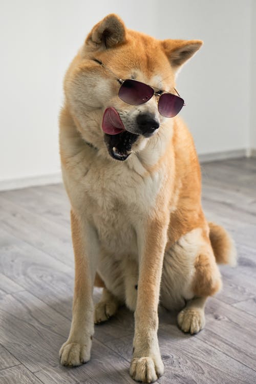 Foto profissional grátis de animal, animal de estimação, bonitinho