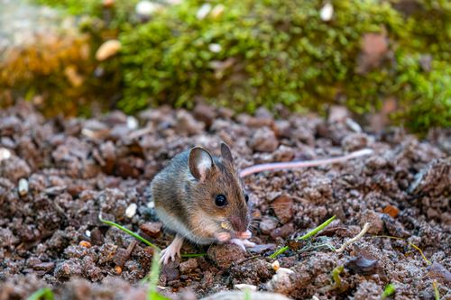 Free A wild mouse foraging on the forest floor amidst rich soil and green moss. Stock Photo