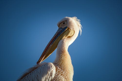 Základová fotografie zdarma na téma divočina, divoký, dlouhý