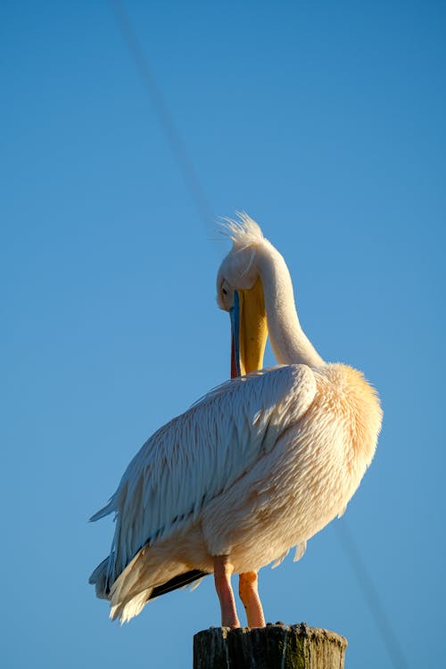 Základová fotografie zdarma na téma divočina, divoký, everglades