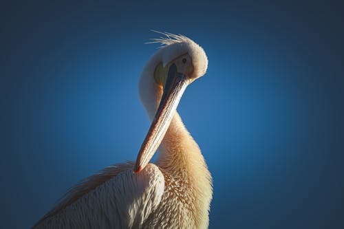 Základová fotografie zdarma na téma divočina, divoký, dlouhý