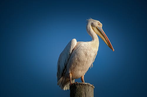 Základová fotografie zdarma na téma divočina, divoký, dlouhý