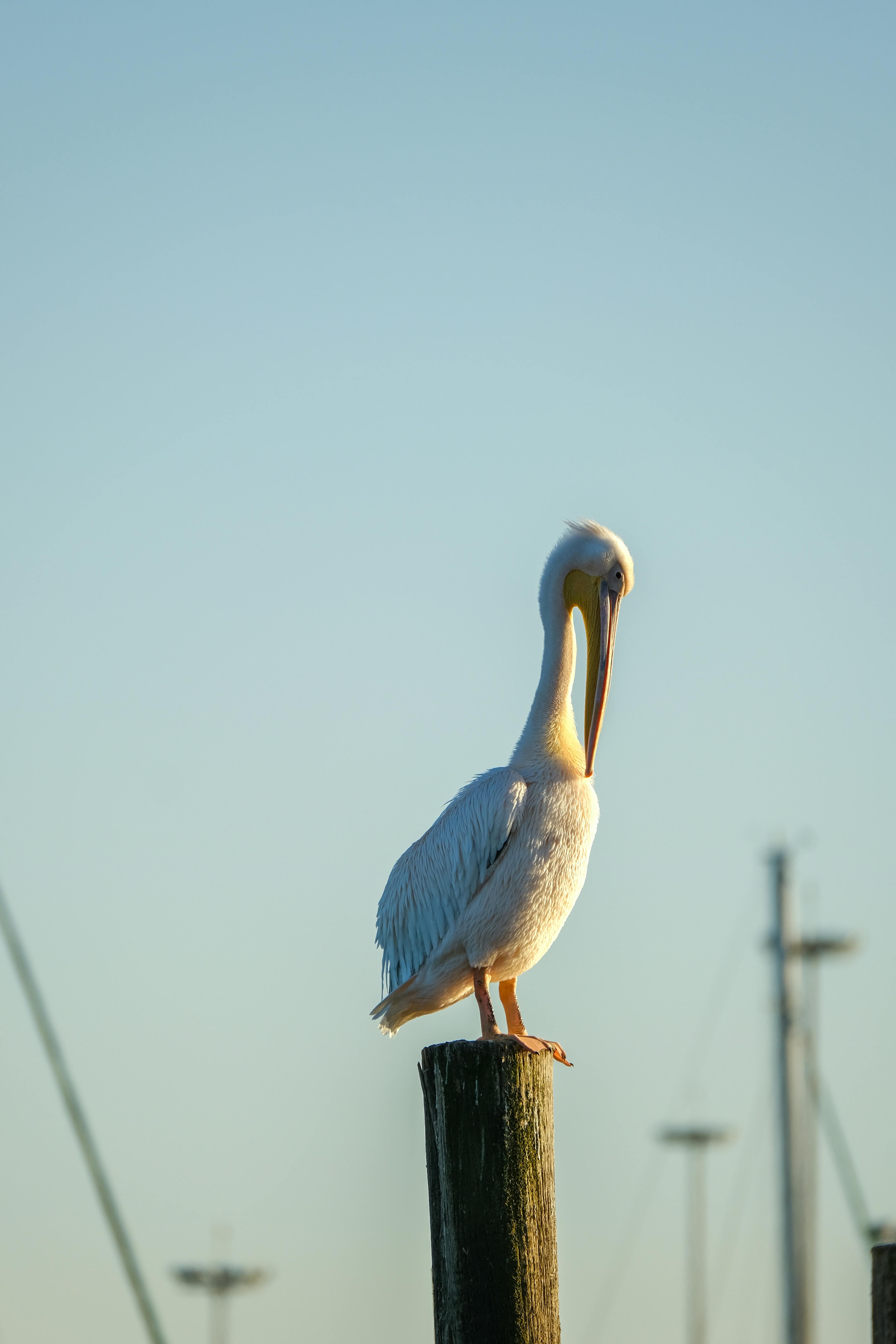A majestic pelican sits gracefully on a pole at sunset, against a clear sky.