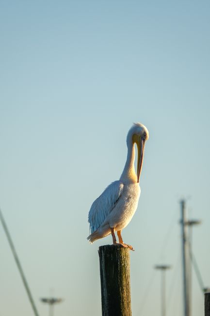 A majestic pelican sits gracefully on a pole at sunset, against a clear sky.