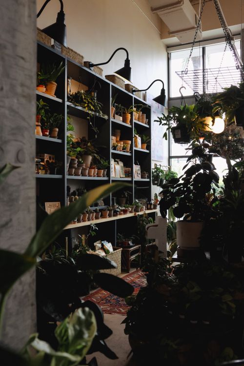 Free Cozy florist shop interior in Jacksonville, FL with potted plants and abundant shelves. Stock Photo