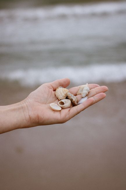 A close-up of a hand holding various seashells near the beach shore.