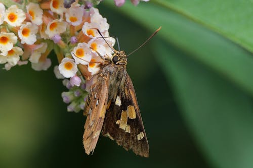 Gratis stockfoto met antenne, blad, bloem