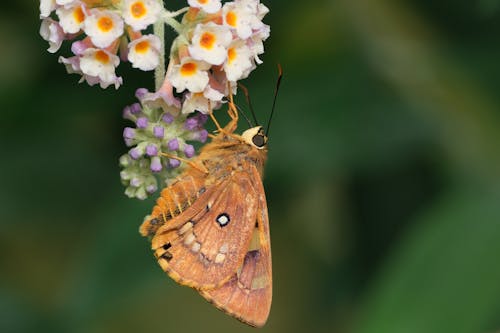 Gratis stockfoto met beest, blad, bloem