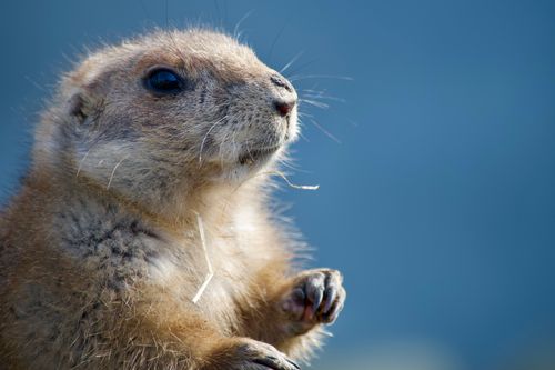 Free A detailed close-up of a cute black-tailed prairie dog in the wild. Stock Photo