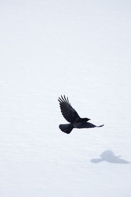 A crow gracefully soars over a snowy landscape casting a distinct shadow, symbolizing freedom.