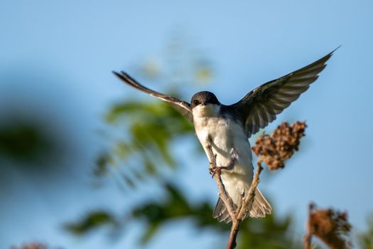 Close-up of a Chilean swallow landing gracefully on a branch in Toronto, showcasing nature's beauty.