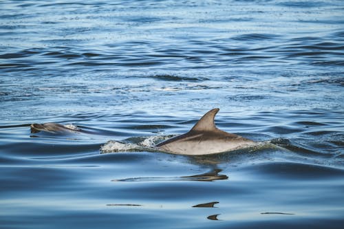 Gratis arkivbilde med blåseren, delfin, dykke