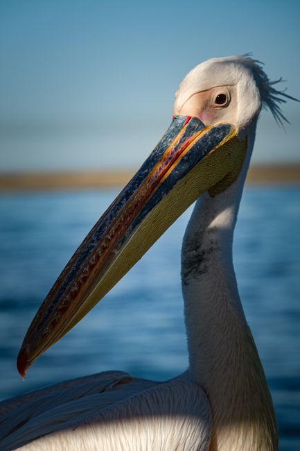 Stunning close-up of a pelican's long beak captured in natural sunlight by the water.