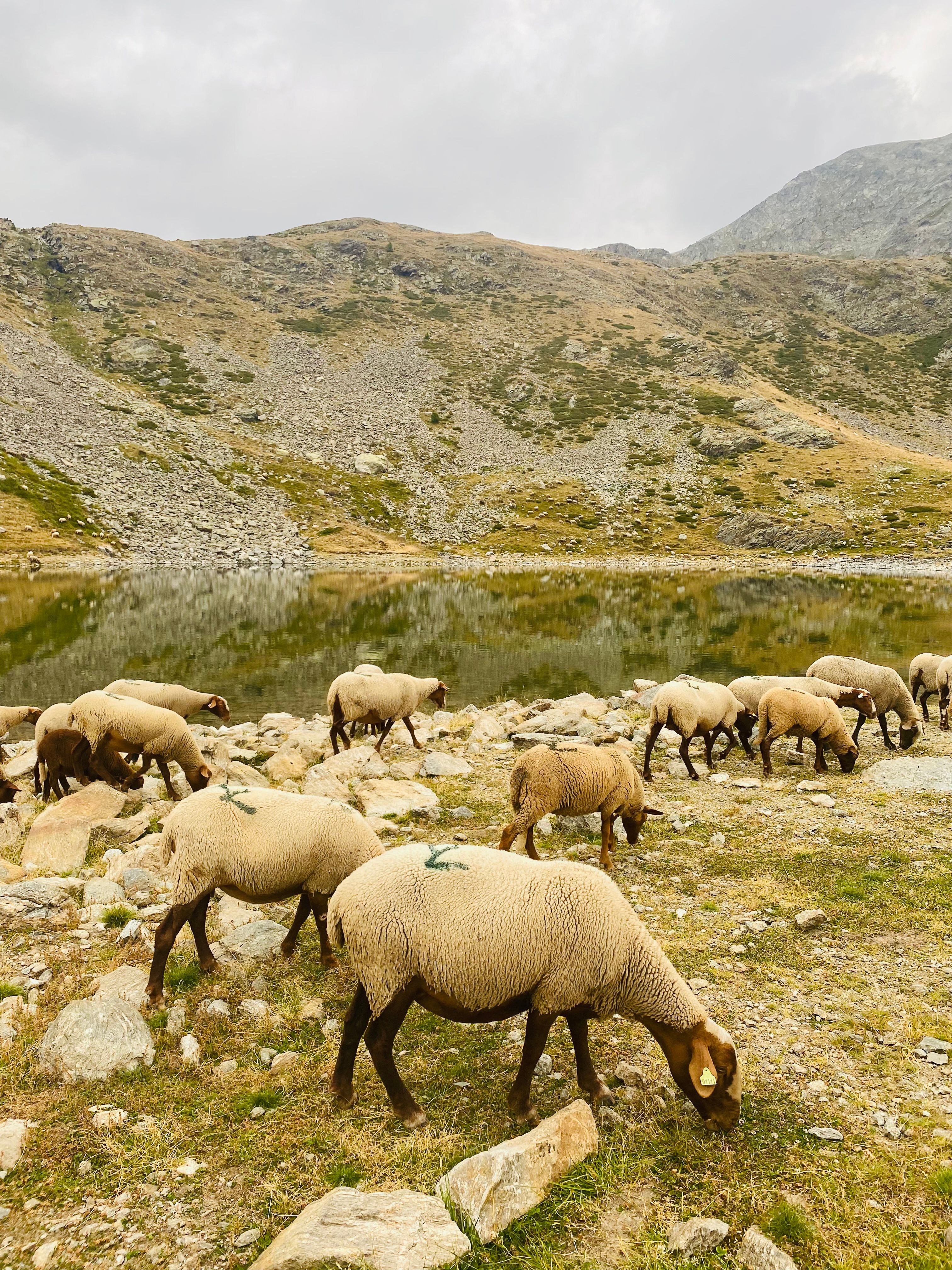 Flock of Sheep at Pasture · Free Stock Photo