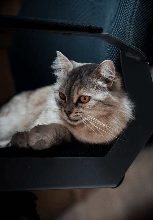 Fotos de stock gratuitas de animal, bebé, bigotes