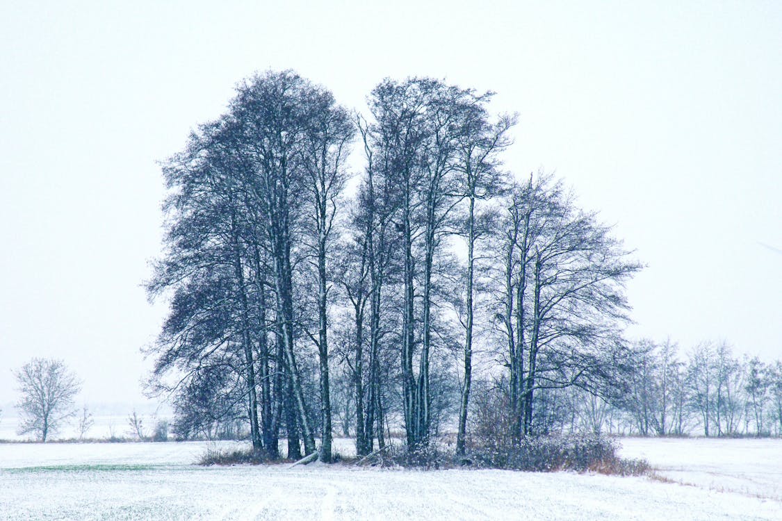 Bäume Während Der Wintersaison