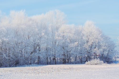 Immagine gratuita di alberi, carta da parati nevosa, freddo